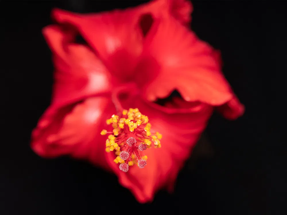 gf120mmf4-r-lm-ois-wr-macro_img07